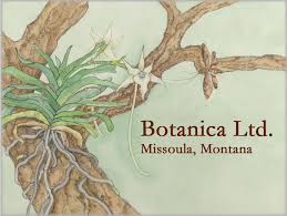 Image result for Microcoelia bulbocalcarata