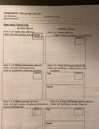 This collection of animal and plant cell worksheets strikes a balance between cognitive and psychomotor domains of learning and offers a conceptual grounding in cell biology. Worksheet Microscopic Life Lab Lab Instructor Chegg Com