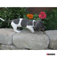 Blue Tan Piebald I Have Never Seen These Beautiful Markings Before Talk About Pretty Dachshund Love Piebald Dachshund Dachshund Puppies