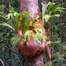 To propagate, you can either remove the pups that are produced by a matured plant or the spores produced by its fertile (foliar) fronds, though the preferred method by home gardeners is the former. How To Grow A Staghorn Fern Indoors Or Outdoors Dengarden