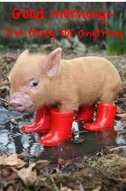 Good Morning Baby Animals Super Cute Cute Baby Pigs Baby Animals Funny