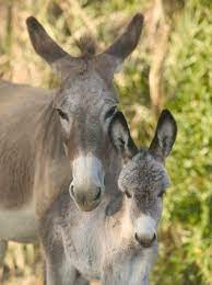 110 Mules And Donkeys Ideas Horses Zebras Animals