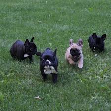 We did not find results for: Pc Frenchies In Minnesota Home Facebook