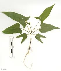 Image result for Lepistemon