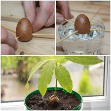 How To Grow An Avocado Tree From An Avocado Pit Healthy Holistic Living Avocado Tree Grow Avocado Growing An Avocado Tree
