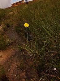 Image result for Xyris capensis