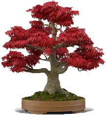A purchase of a japanese maple is a true investment in your yard! Amazon Com Bonsai Tree Seeds Japanese Red Maple 20 Seeds Highly Prized For Bonsai Japanese Maple Tree Seeds Acer Palmatum 20 Seeds Garden Outdoor