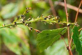 Image result for Scleria bulbifera