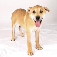 We have a large selection of cats and dogs at our mission campus. 100 Adoptable Dogs At Sf Spca Ideas Adoption Spca Dogs