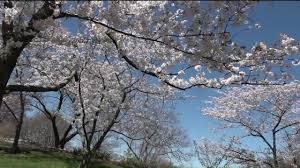Shrubs & hedges, trees, roses, perennials Missouri Botanical Garden Is In Full Bloom Youtube