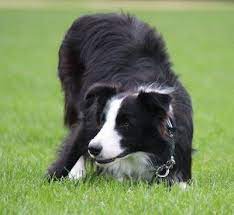 Border Collie Information And Pictures Border Collies Dog Breeds Collie Dog Dogs