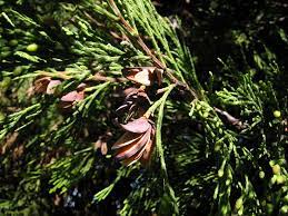 Browse 42 incense cedar tree stock photos and images available, or start a new search to explore. Calocedrus Wikipedia