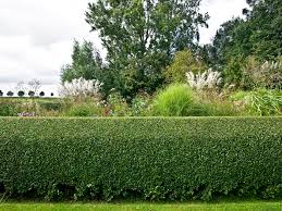 Atlanta is the 10th fastest growing big city in america, new report finds. Privet Plant Care Growing Guide