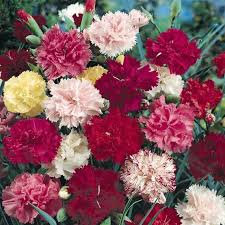 Types of cut flowers pictures. 21 Top Cutting Garden Flowers Swallowtail Garden Seeds