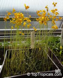 Image result for Utricularia