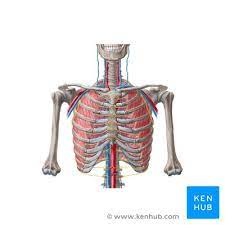 In mammals, the parts that make up the thorax are the sternum, the thoracic vertebrae and the ribs. Thorax Anatomy Wall Cavity Organs Neurovasculature Kenhub