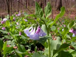 Check spelling or type a new query. Bluebells Virginia Cowslip Mdc Teacher Portal