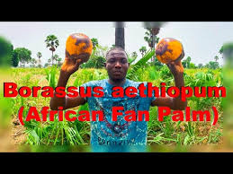 Image result for Borassus aethiopum