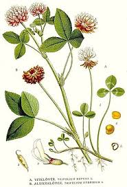 Image result for Trifolium repens