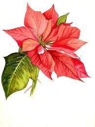 Poinsettia Painting Christmas Watercolor Watercolor Christmas Cards Christmas Poinsettia