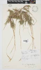 Image result for Pentameris