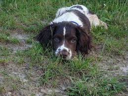 Female akc registered english springer spaniel puppies 355.26 miles. Buster Springer Spaniel Puppy 4 Weeks Residential Dog Training Youtube