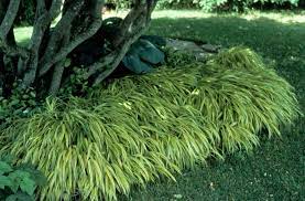 Shade Tolerant Ornamental Grasses And Grass Like Plants Beyond Impatiens And Petunias U Of I Extension Shade Grass Shade Tolerant Grass Ornamental Grasses