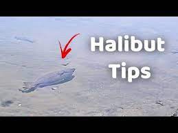 In today's video, i show you guys how to make the best halibut rig for either pier, shore, or fishing from a boat. Halibut Tips Drop Shot Rig Explained Youtube
