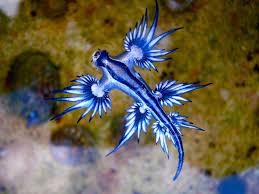 The sea slugs flattened body also allows them to calmly float along unnoticed. Blue Dragon Sea Slug Fasrmanage