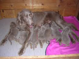 Image result for výmarský dlouhosrstý ohař