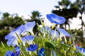 Morning Glory Flower Meaning Flower Meaning