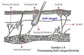Epidermis terdiri atas jutaan sel kulit yang diikat oleh lipid. 3 Lapisan Struktur Kulit Kulit Ari Epidermis Kulit Jangat Dermis Korium Atau Kutis Dan Jaringan Penyambung Jaringan Ikat Bawah Kulit Tela Subkutanea Hipodermis Atau Subkutis Pintu Belajar Cerdas Pbc