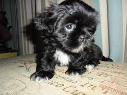 Black Shih Tzu Puppies Tamworth Staffordshire Pets4homes Shih Tzu Puppy Black Shih Tzu Shih Tzu