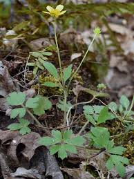 Image result for Ranunculus hispidus