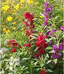 Image result for Impatiens salpinx