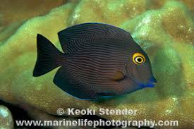 Image result for Oxyanthus strigosus