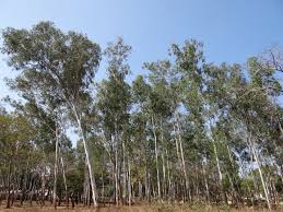 Maybe you would like to learn more about one of these? Eucalyptus The Thirsty Trees Threatening To Drink South Africa Dry