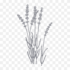 Cut matured lavender flowers just above the leaves. Drawing Plant Png Images Pngwing
