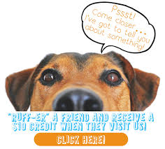 Maybe you would like to learn more about one of these? Lucy S Doggy Daycare And Spa Webcams In San Antonio