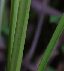 Image result for Pycreus unioloides