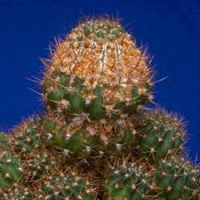 Oh yeah and also i don't think items despawning when dropping on a cactus is considered fall damage. Problems