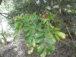 Image result for Copaifera