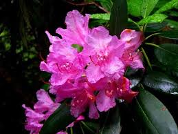 List Of State Flowers For All 50 States Flowers States Washington State