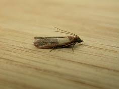 Lebensmittelmotten Bekampfen Hausmittel Gegen Lebensmittelmotten In Der Kuche Lebensmittelmotten Hausmittel Gegen Motten Und Lebensmittel Motten Bekampfen