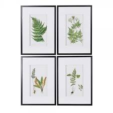 So, i decided to pick a few fronds to dry and frame. Fern Framed Picture With Black Frame Curiosity Interiors