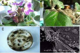 Gray to tan spots appear on pansy flower petals following infection. Typical Symptoms On Gray Mold Formed On Saintpaulia Ionantha And Download Scientific Diagram