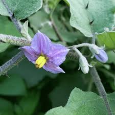 Image result for Solanum melongena