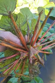 Image result for Trapa natans