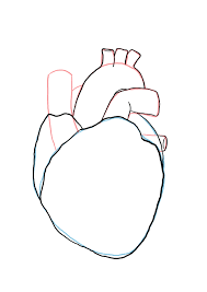 Comment Dessiner Un Coeur Humain Dessin Coeur Comment Dessiner Un Coeur Coeur Humain Dessin