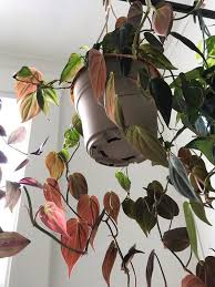 Megansplants Hanging Plants Hanging Plants Indoor Plants